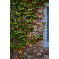 Solar Ivy Lights